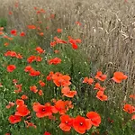 Dom wakacyjny Charmante Normannische Les Chataigniers 3 By Interhome Bretteville-du-Grand Caux