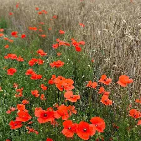 Tatil Evi Charmante Normannische Les Chataigniers 3 By Interhome Bretteville-du-Grand Caux