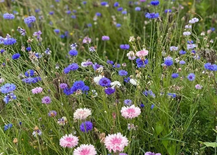 Charmante Normannische Les Chataigniers 3 By Interhome *