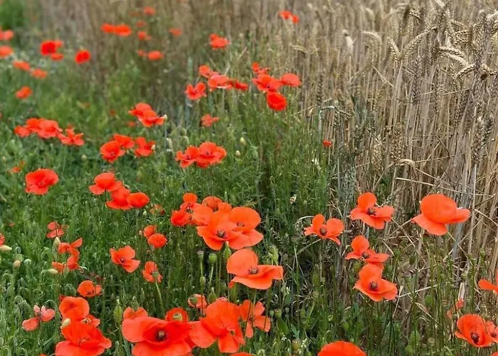 Tatil Evi Charmante Normannische Les Chataigniers 3 By Interhome Bretteville-du-Grand Caux